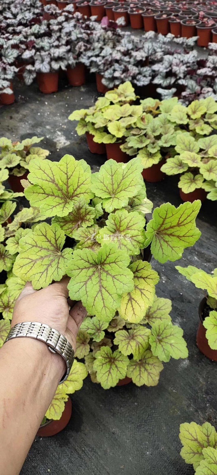 阛阓室内植物墙