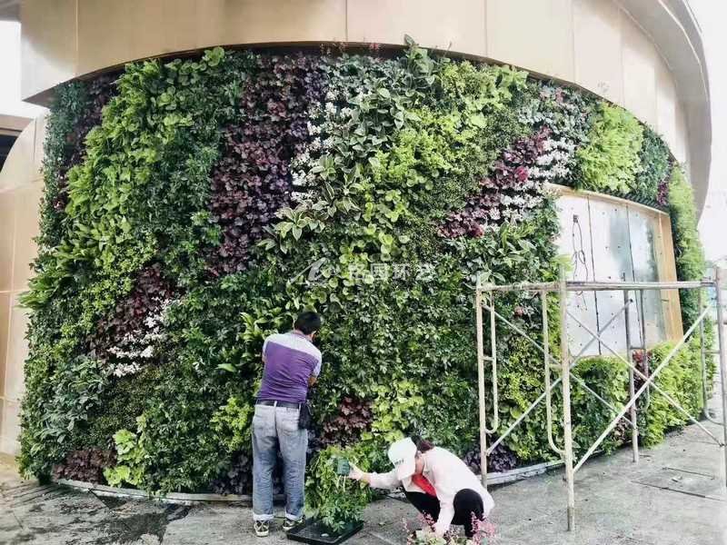 下沉广场植物墙