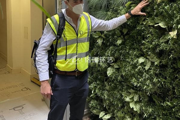 手扶楼梯植物墙