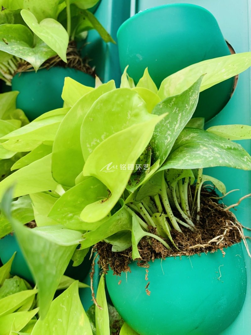 小学修建外墙植物墙