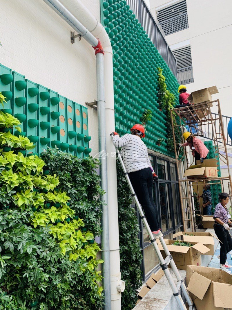 小学修建外墙植物墙