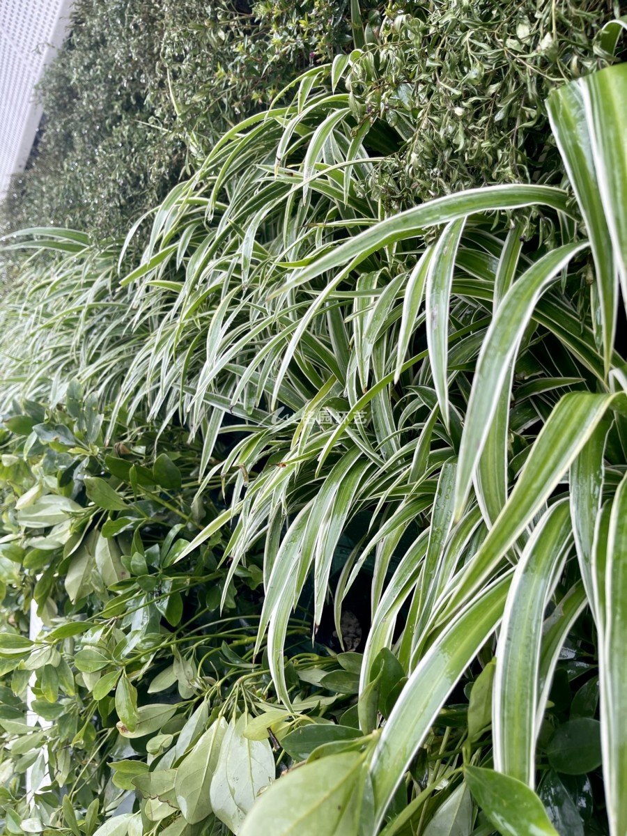 重庆大剧院外墙植物墙