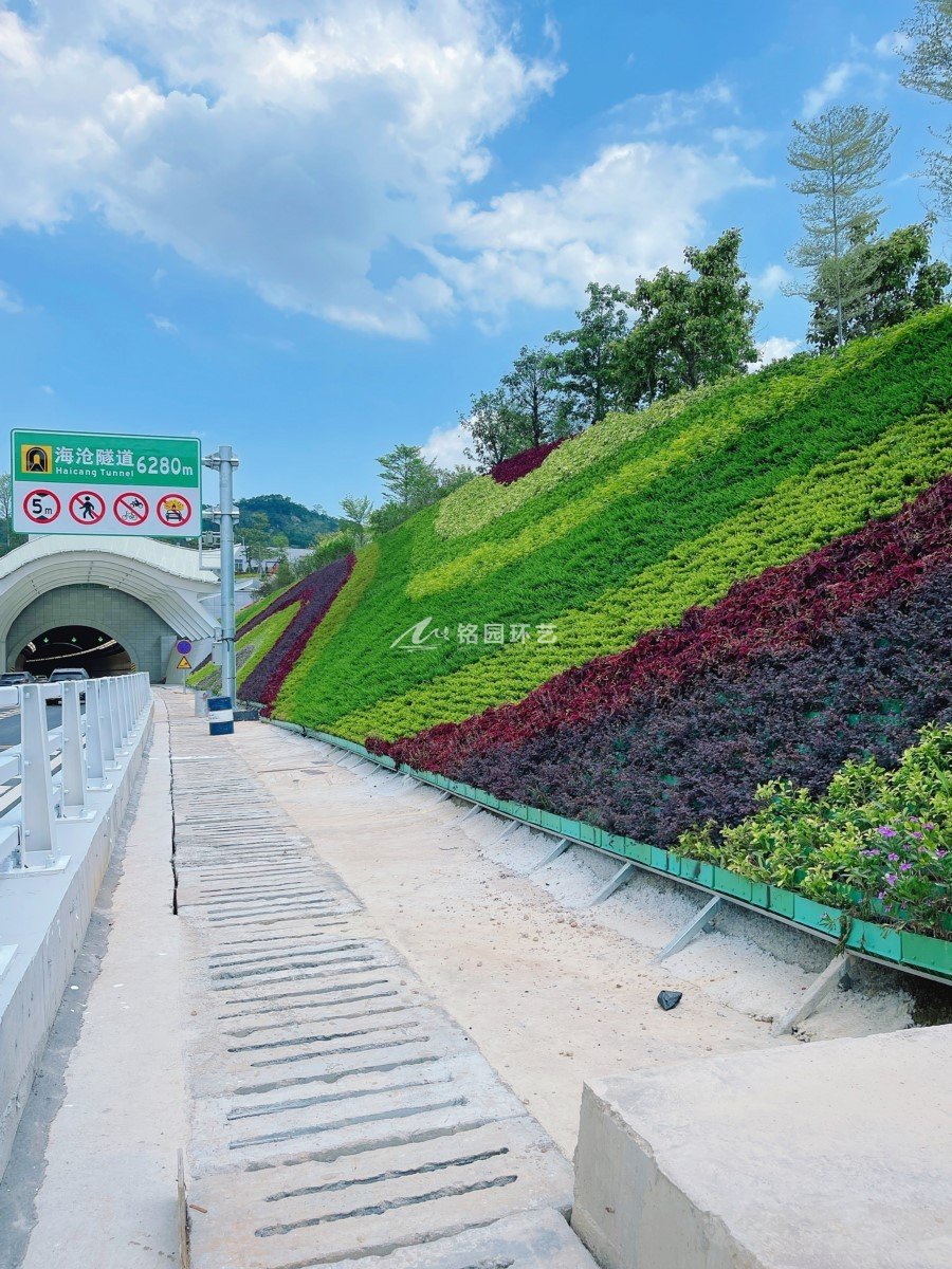 隧道绿化，厦门海沧隧道护坡笔直绿化景观